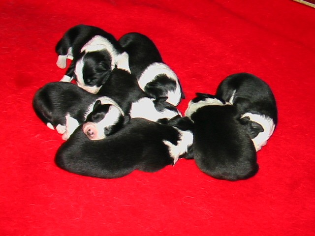 Faithin ja Alin pennut 1 vrk